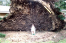 Huge tree uprooted by the power of Katrina in Arpadhon (Albany), LA
